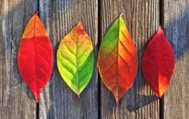 leaves-fall-colors-rainbow